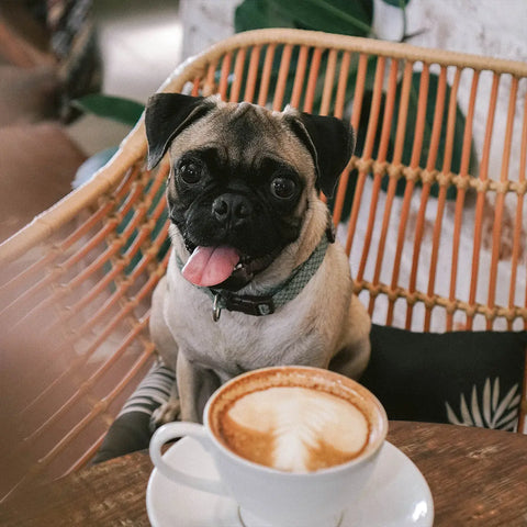 How's your coffee tasting? - Big Dog Coffee Company