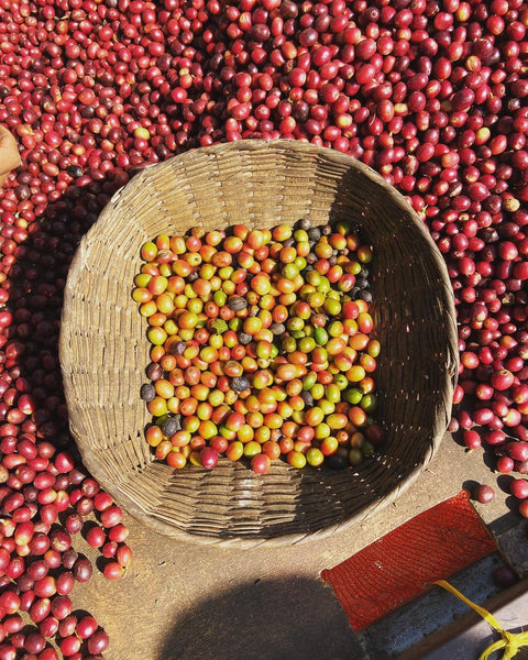 Innovations in Coffee Production: Exploring Experimental Processes