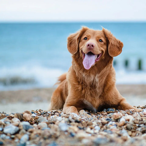 Ceffyl Môr Collaborate with Big Dog Coffee - Big Dog Coffee Company