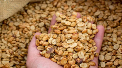 Costa Rica, Tarrazu - Big Dog Coffee Company