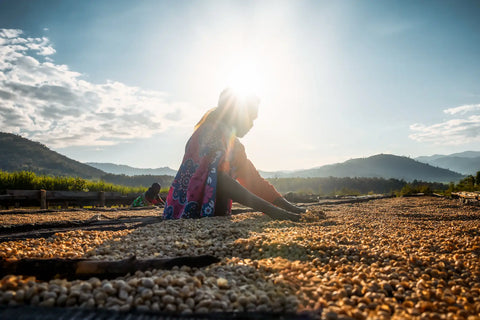Woman sorting coffee beans in Kenya against a hilly landscape.