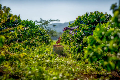 A worker placing harvested coffee cherries into a basket on a coffee farm with coffee plants, under a clear blue sky. 