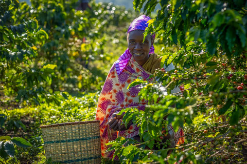 Woman picking coffee beans in a coffee plantation in Kenya