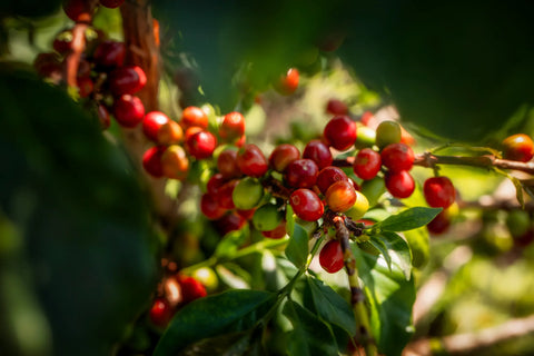 Close-up of ripe coffee cherries on a branch with green leaves.