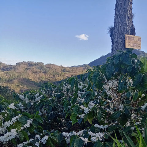 Honduras, Las Flores