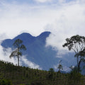 Andes, Colombia landscape with a coffee plantation in the foreground and mountains in the background