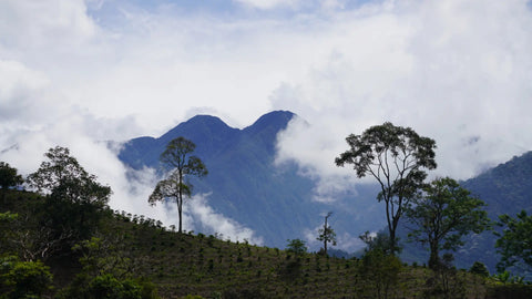 Andes, Colombia landscape with a coffee plantation in the foreground and mountains in the background