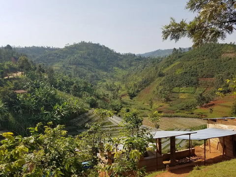 Scenic view of a coffee farm in a lush green valley in Rwanda.