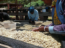 Load image into Gallery viewer, &#39;Obi&#39; - Tanzania, Karibu
